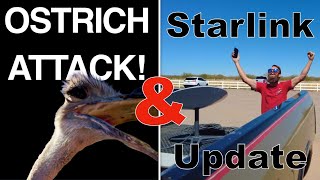 Roadside Attraction That BITES & Starlink Update: Truck Camper Vlogs | DestinatioNow E97