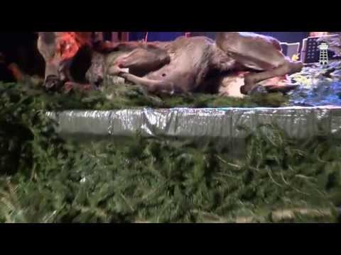 KBELY TV - Myslivecký bál