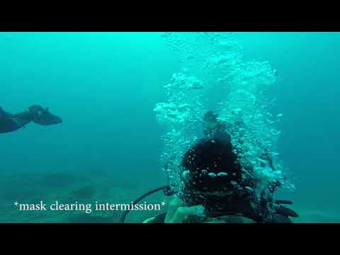 Finding a GoPro on the Great Barrier Reef (Scuba Diving at Heron Island)
