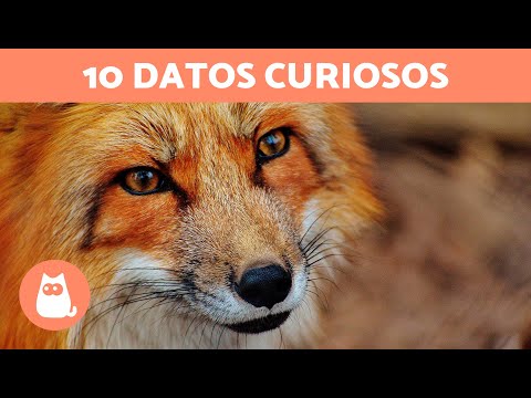 10 CURIOSIDADES sobre los ZORROS que te sorprenderán 🦊 ¡Descúbrelas!