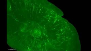 Download lagu TRIO iDISCO mp3 Download lagu TRIO iDISCO mp3