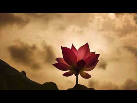 Hoàng hôn bên đời - Ngọc Quy