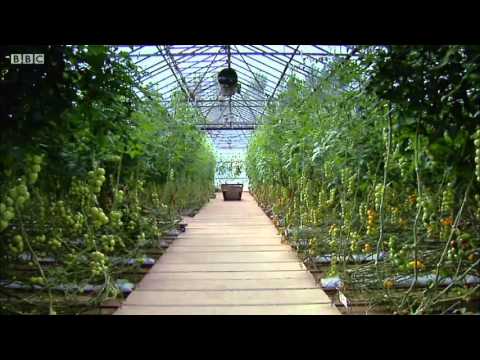 download lagu mp3 mp4 Scottish Tomatoes, download lagu Scottish Tomatoes gratis, unduh video klip Scottish Tomatoes