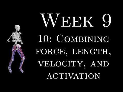 K305 Week 9 - 10 - Combining force, length, velocity, and activation