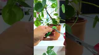 Download lagu Fix a Leaning Chinese Money Plant mp3