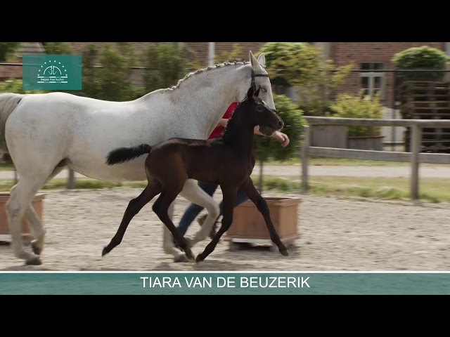 TIARA VAN DE BEUZERIK