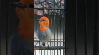 Download lagu Pancingan Cit Kemade Gacor Wucit Wucit mp3