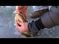 How Alligators Survive In Frozen Water