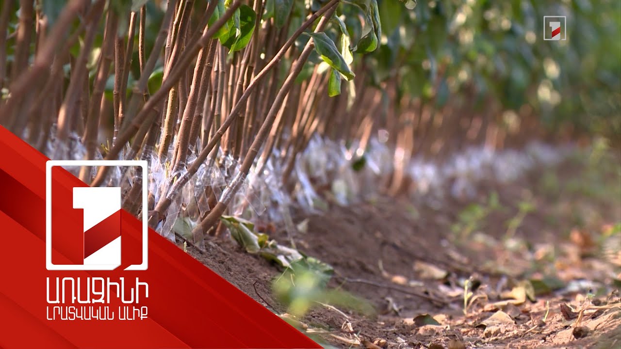 Չհավաստագրված տնկանյութի վաճառքը կարգելվի