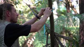 Monitoring logging impacts in the Victorian Central Highlands