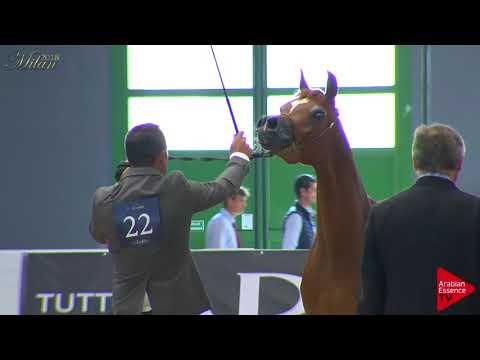 N.22 VA LADY MADHJRA - Milan 2018 - 2 Years Old Fillies (Class 2)