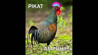 Download lagu SUARA PIKAT AYAM HUTAN HIJAU PALING AMPUH 'PETEK-PETEK' mp3