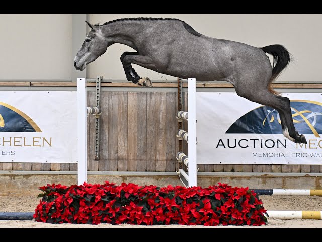 Ciao Bella Van Ter Wilgen Z