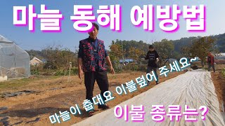 겨울철 마늘 동해예방 덮어 주는것들 부직포,왕겨,볏짚,흰색비닐 등 귀농귀촌 텃밭 전원일기