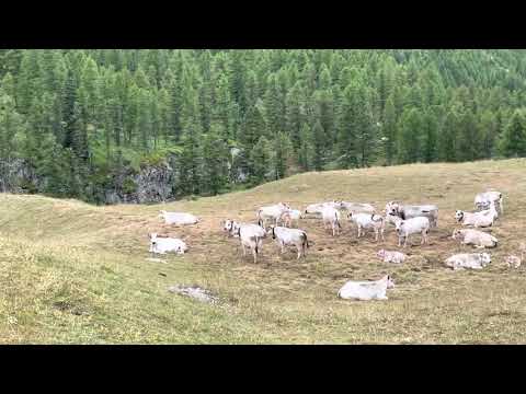 Vacche e manze razza piemontese al pascolo valli di Marmora