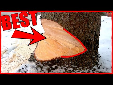 Why Scandinavians Notch Trees Differently (And Should You?)