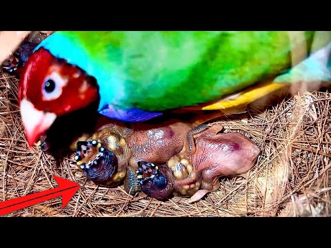 The Rare Breeding Secret of the Gouldian Finch🤩