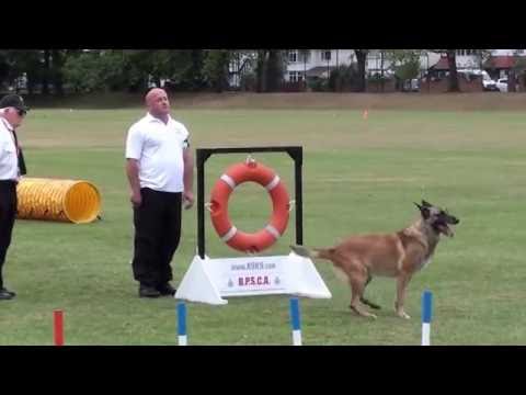British Police and Services Canine Association Service Dog of the Year 2015 with Blade