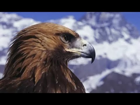 high speed hunting | Birds of prey tribute
