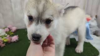 シベリアンハスキーの動画01