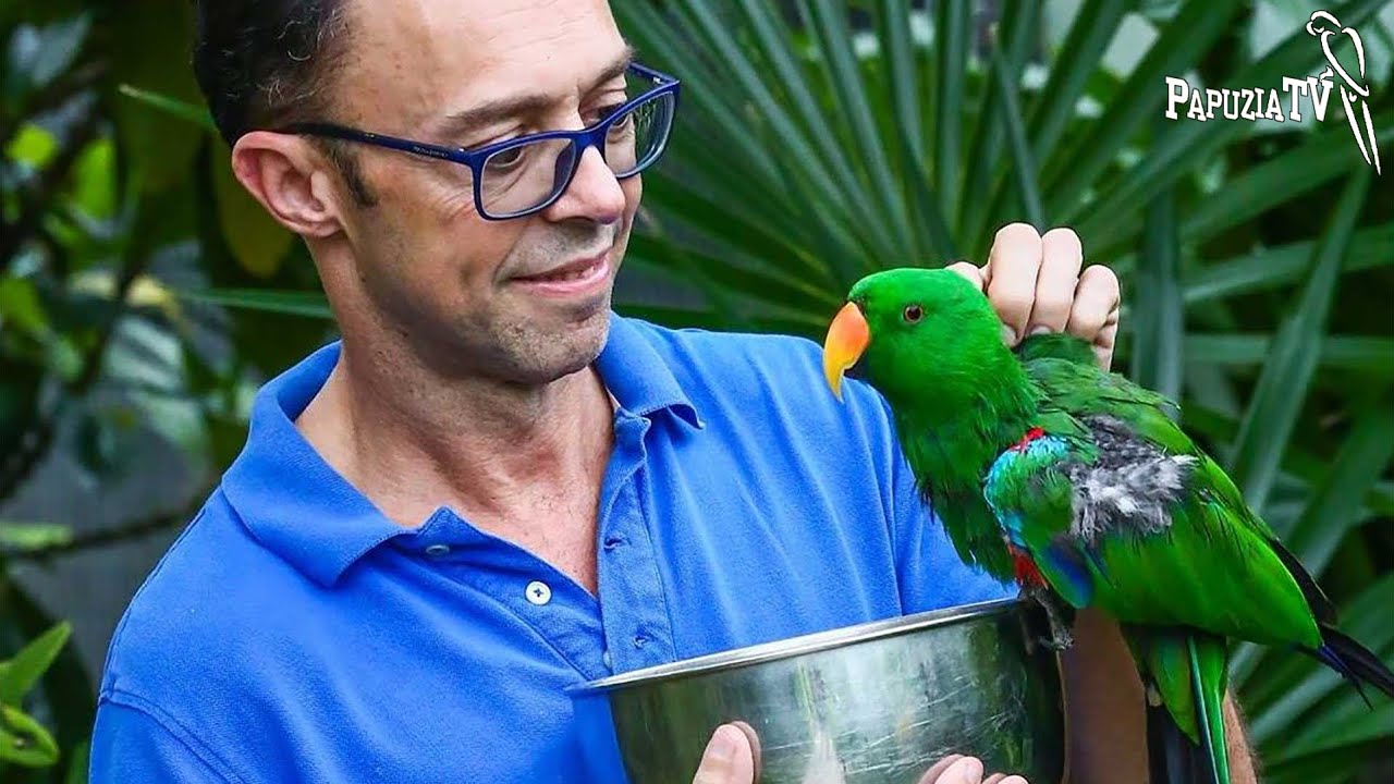Тони Сильва - кормление, уход, воспитание попугаев