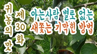 [귀농의 맛]과수원 새쫓는 방법(왕꿀팁)
