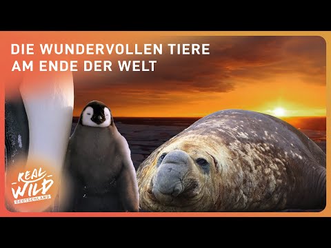 Tierische Vielfalt in der Antarktis | Tier Doku