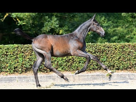 Hof Brüning - Kodiak Diaz Z v. Kashmir van't Schuttershof - Cornet Obolensky - Graf Top, Colt 2025