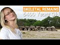 Dutch Dolmens Skeletal Remains Of Burial Mounds History And Excavation Drenthe Netherlands