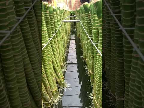 水培龙竹luckybamboo#luckybamboo#富