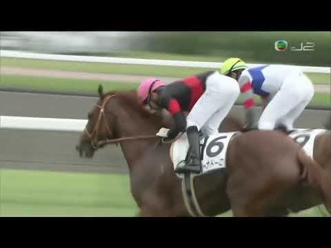 2018 Japan 3YO And Up Allowance - Regina d'Oro (帝后金輝) - J.Moreira