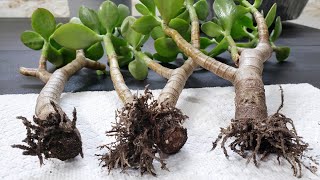 Jade Plant Propagation from Cutting || Crassula Ovata Propagation || Super Bonsai