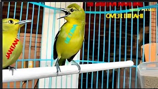 Download lagu (Masteran Paling Ampuh) Sirtu Jantan Dan Betina Birahi _✔️ Cipoh Jantan Over Birahi Narung✔️ mp3