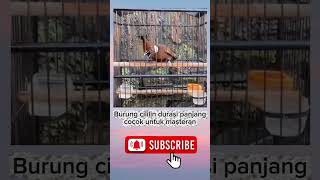 Download lagu Masteran burung cililin durasi panjang!!! 🔥🔥 mp3
