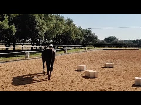 Taking the next steps with Tiger-Lily