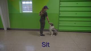 Stay And Study Program: PetSuites NorthShore