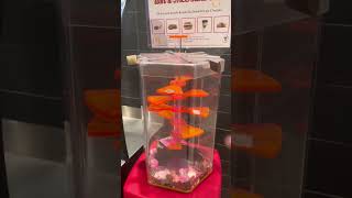 WIN MCDONALDS FOOD FOR $0.25 🤩 gotta love the state of Georgia ￼