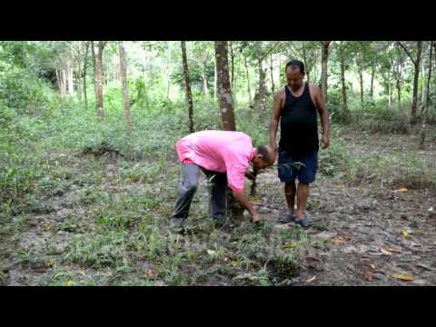 หญ้ารีแพร์