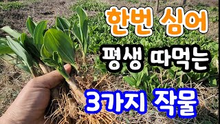 한번만 심으면 평생 맘것 따서 먹는 작물 3가지 강추 !