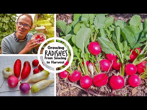 Growing Radishes from Sowing to Harvest
