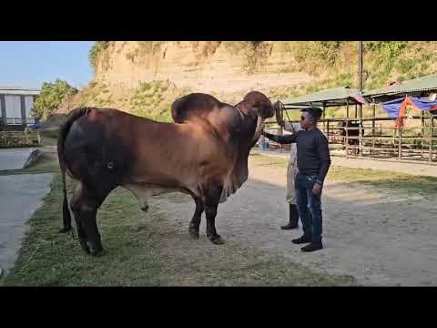 Man adoring giant american brahma