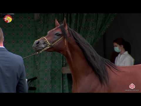 N 61 WADI KAHIL   2020 ELRAN ARABIAN CUP   Stallions 4 7 years old Class 11