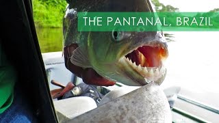 Pantanal Wildlife & Piranha Fishing - Travel Deeper Brazil (Ep. 8)