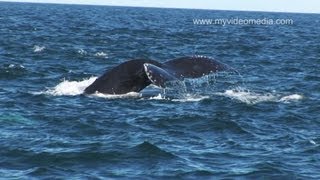 preview picture of video 'Whalewatching near Tiverton, Nova Scotia - Canada HD Travel Channel'