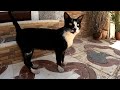 A Tuxedo Cat With Bright Eyes Is Very Cute And Wants Food