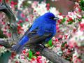 Narahat az falak joyam.wmv 