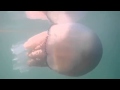La danza della medusa gigante nel fiume 