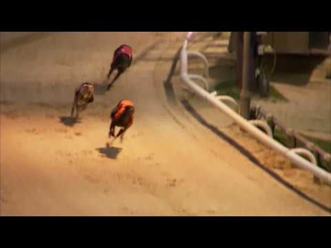 2017 WILLIAM HILL PUPPY PLATE - HEAT 3 - T5 DROOPYS EXPERT