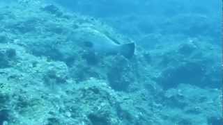 preview picture of video 'Dusky Grouper - Paradise Diving Center'
