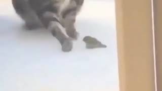 Fat Cat Lands On Bird Meme